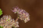 Hairy crabweed <BR>Clammyweed